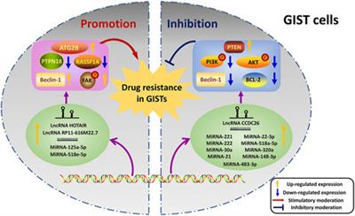 Noncoding RNAs in Drug Resistance of Gastrointestinal Stromal Tumor